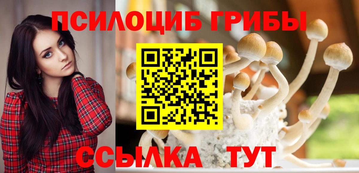 Медногорск  Псилоцибиновые грибы Psilocybine cubensis  Вход с VPN 